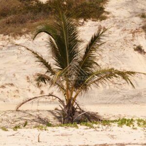 Palm tree growing at the base of a pale sand dune. Elim Beach, Australia.