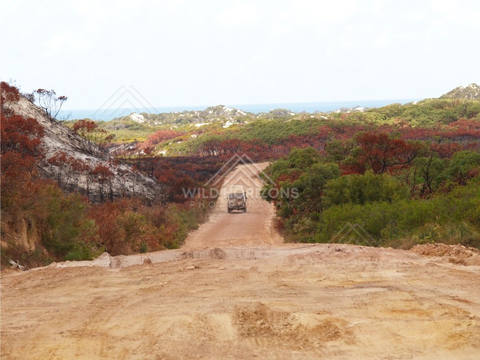 Four-wheel-drive on a sandy track with ocean beyond coastal scrub. Elim Beach, Australia.