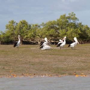 Pelicans resting on a riverbank in far north Queensland. Queensland, Australia.