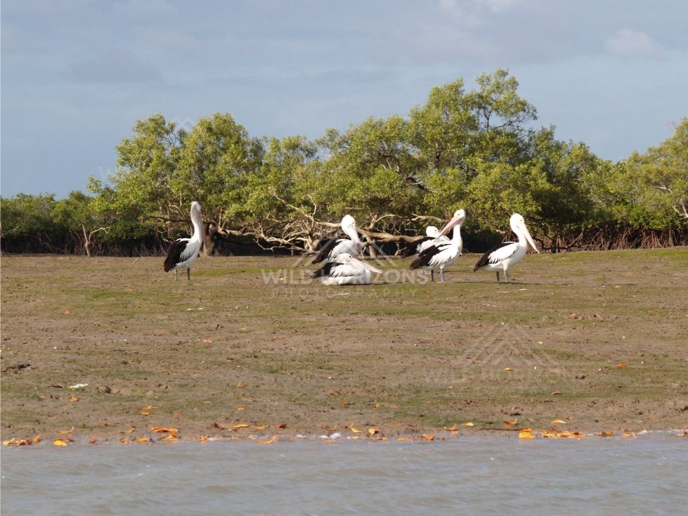 Pelicans resting on a riverbank in far north Queensland. Queensland, Australia.