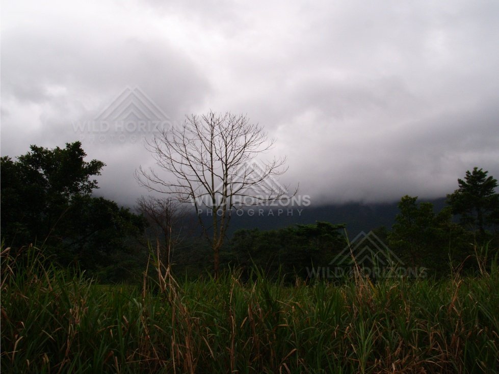Overcast canopy above the Daintree Rainforest. Daintree Rainforest, Australia.