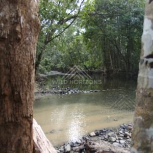 Clear forest pool framed by tropical trees. Daintree Rainforest, Australia.