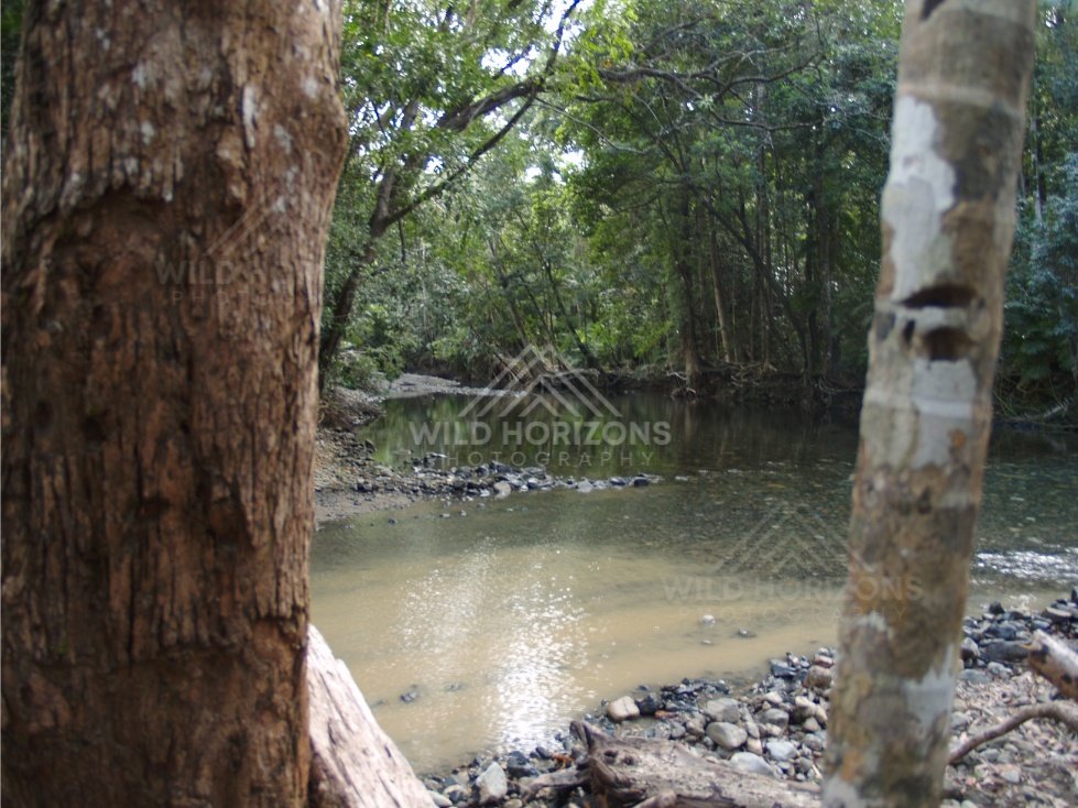 Clear forest pool framed by tropical trees. Daintree Rainforest, Australia.