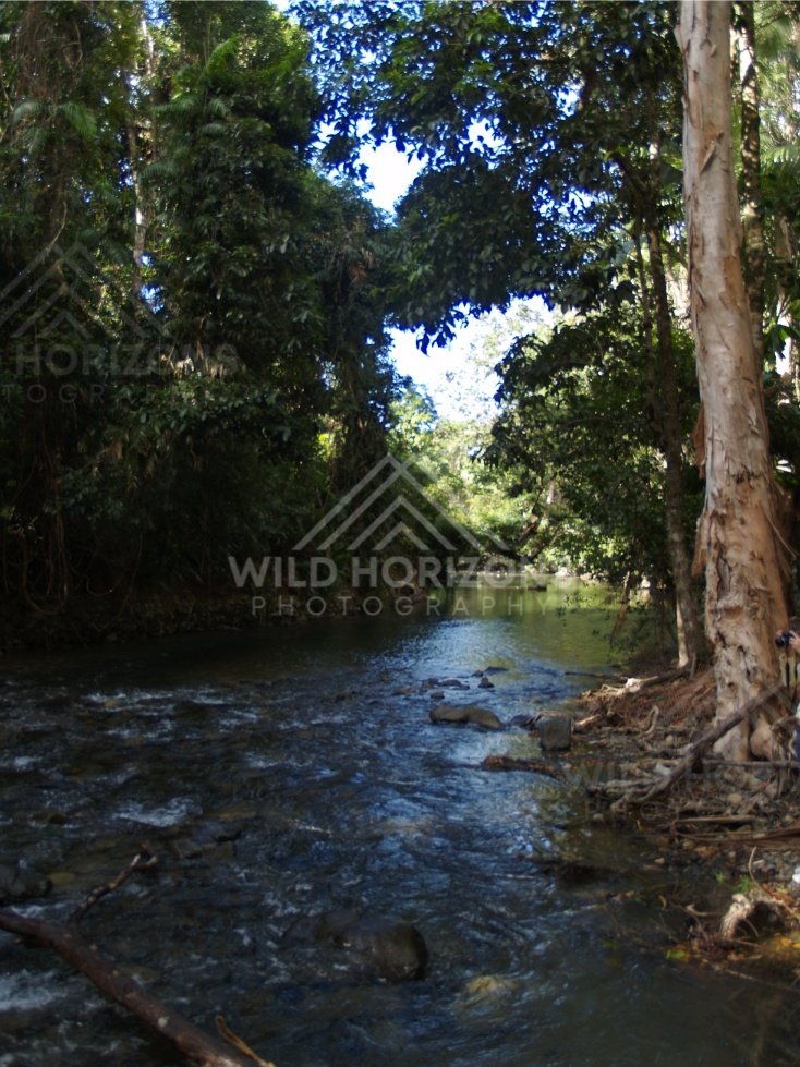 Shaded creek flowing through dense rainforest. Daintree Rainforest, Australia.