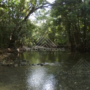 Sunlit pool within the Daintree forest. Daintree Rainforest, Australia.