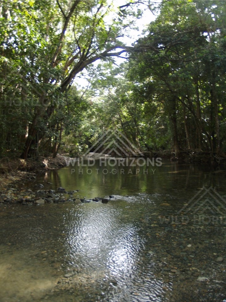 Sunlit pool within the Daintree forest. Daintree Rainforest, Australia.