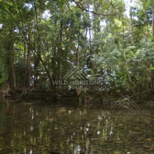 Still rainforest water reflecting green foliage. Daintree Rainforest, Australia.