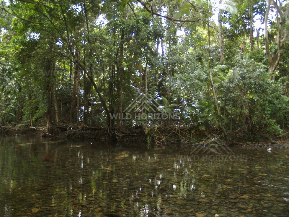 Still rainforest water reflecting green foliage. Daintree Rainforest, Australia.