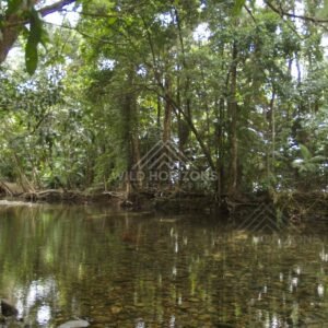 Small stream winding through the Daintree. Daintree Rainforest, Australia.