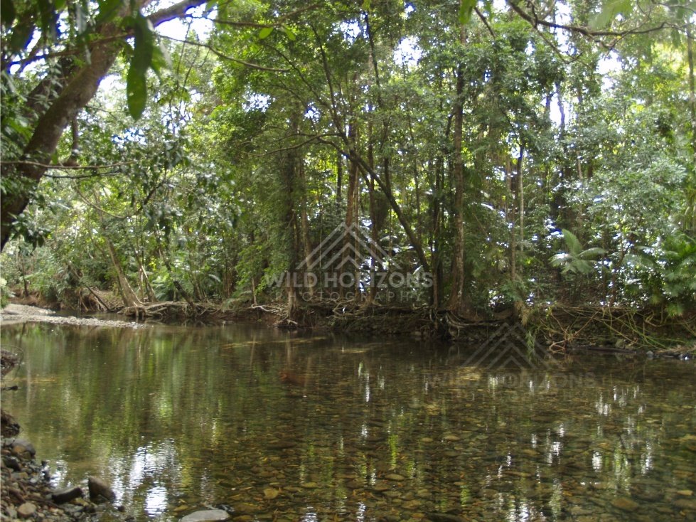 Small stream winding through the Daintree. Daintree Rainforest, Australia.