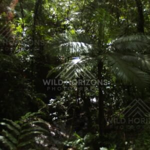 Tropical creek beneath dense canopy. Daintree Rainforest, Australia.