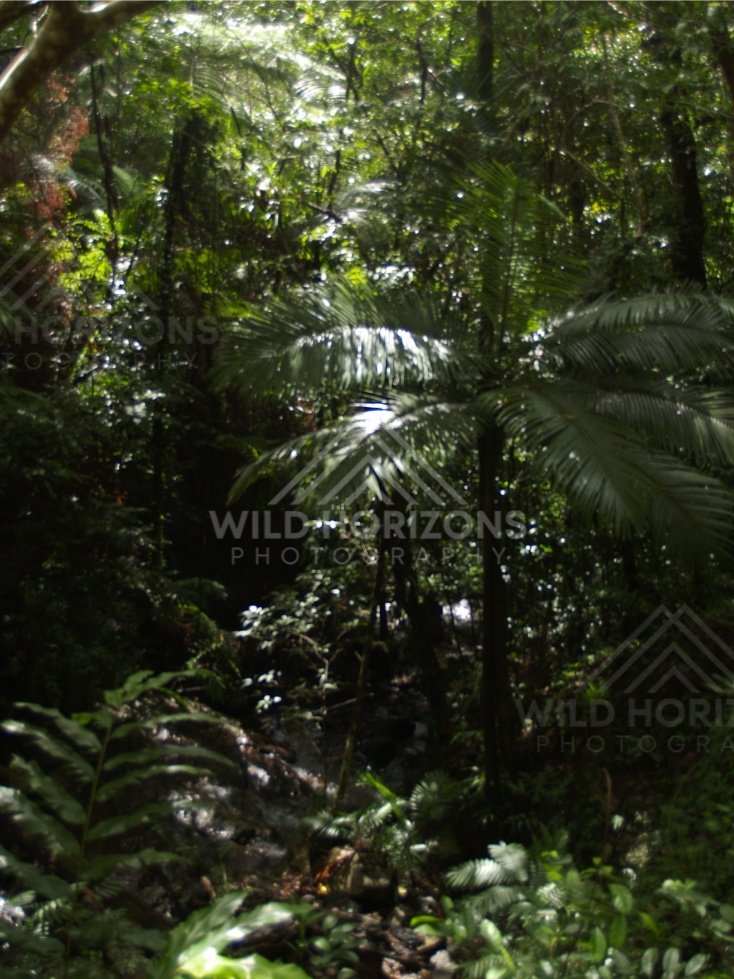 Tropical creek beneath dense canopy. Daintree Rainforest, Australia.