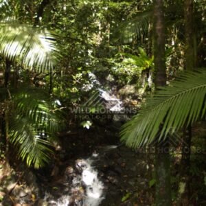 Rainforest watercourse with smooth stones. Daintree Rainforest, Australia.