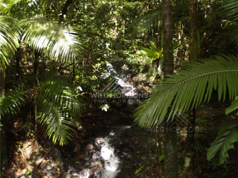 Rainforest watercourse with smooth stones. Daintree Rainforest, Australia.