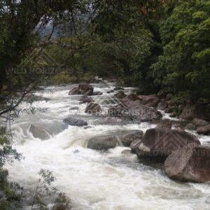 Fast water at Mossman Gorge among granite rocks. Mossman Gorge, Australia.