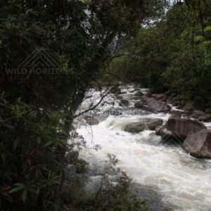 Rushing water of Mossman Gorge through forest. Mossman Gorge, Australia.
