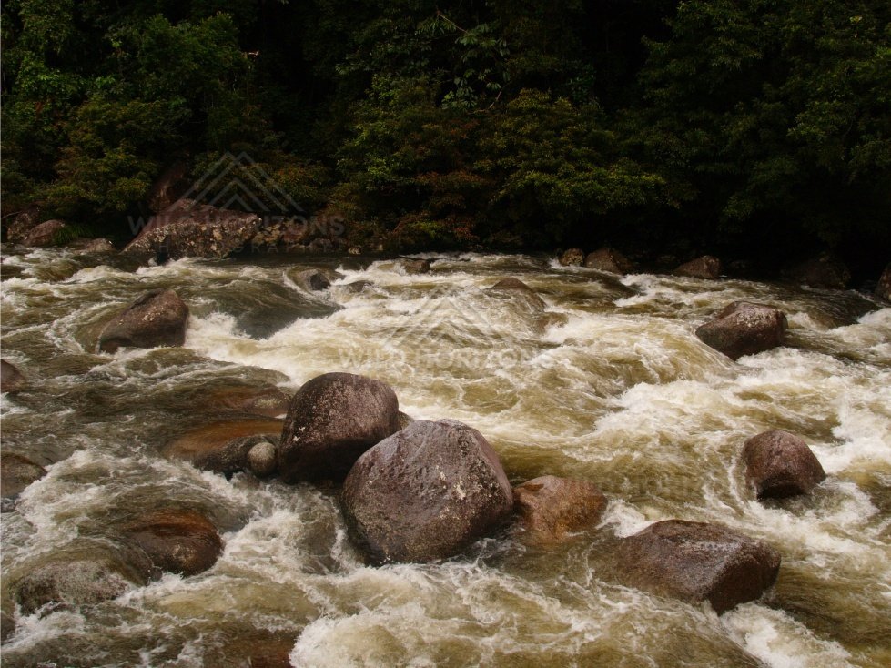 Foaming rapids framed by rainforest at Mossman Gorge. Mossman Gorge, Australia.
