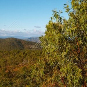 Eucalypt leaves catching warm light above a forested valley. Queensland, Australia.