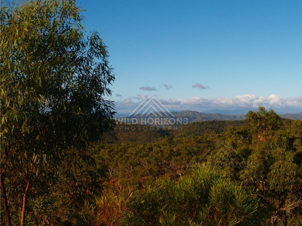 Evening light over dense bushland and distant mountain ridges. Queensland, Australia.