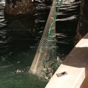 Bait net filled with small fish beside a boat and wharf pylons. Seisia, Queensland, Australia.