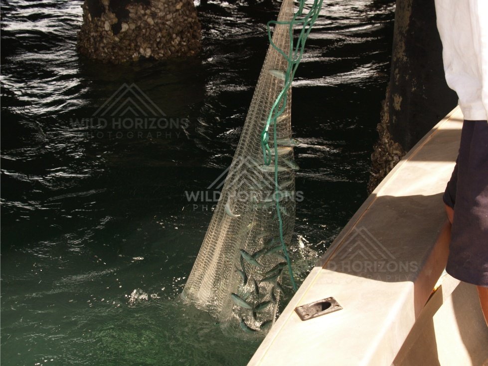 Bait net filled with small fish beside a boat and wharf pylons. Seisia, Queensland, Australia.