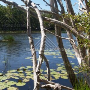 Paperbark branches above a lily-covered freshwater lagoon. Keating's Lagoon, Australia.