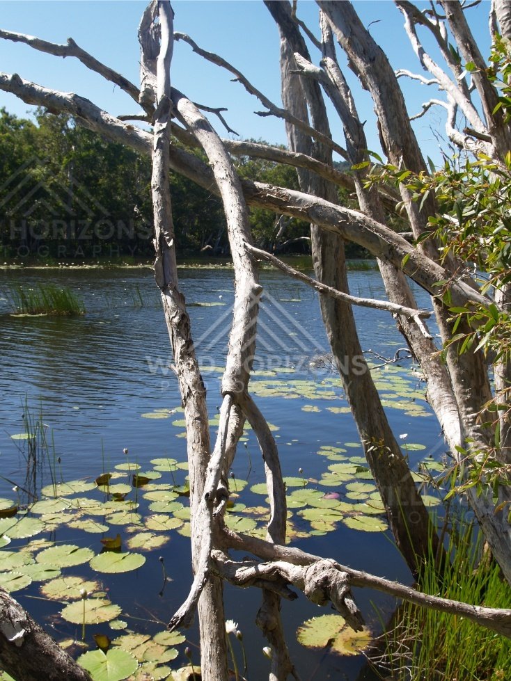 Paperbark branches above a lily-covered freshwater lagoon. Keating's Lagoon, Australia.