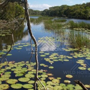 Waterlilies and reeds across a quiet lagoon with forest beyond. Keating's Lagoon, Australia.