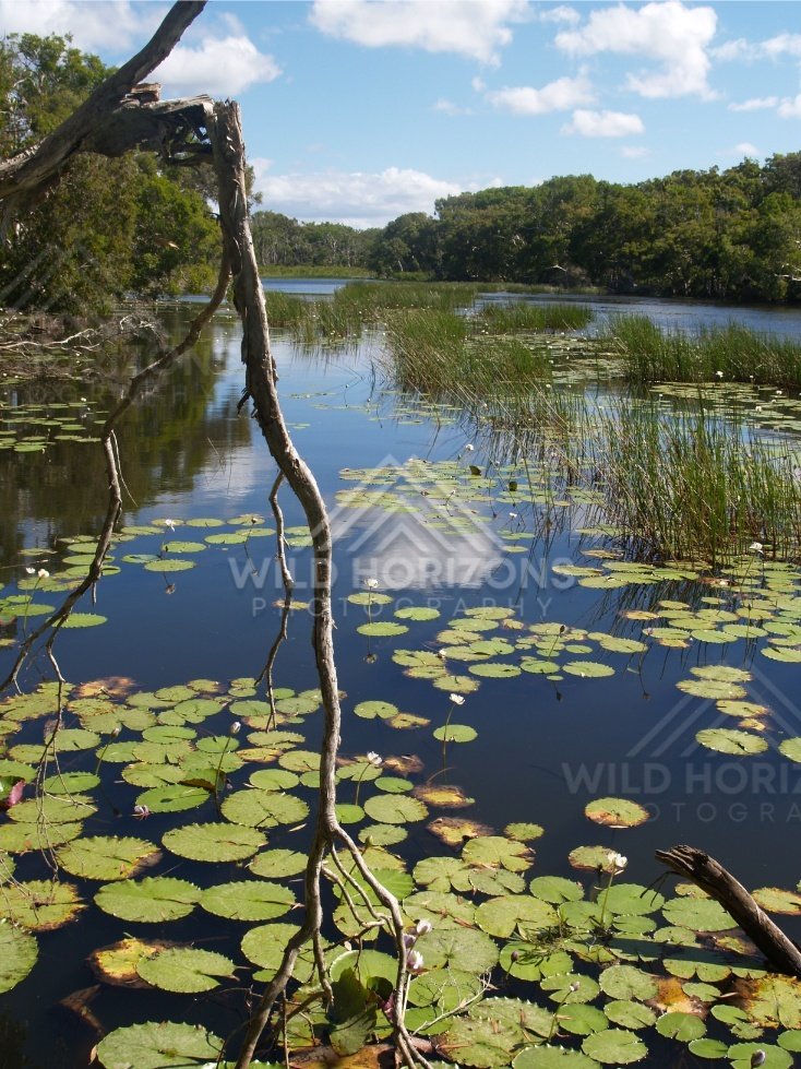 Waterlilies and reeds across a quiet lagoon with forest beyond. Keating's Lagoon, Australia.