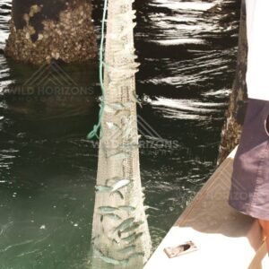Close-up of a bait net holding small fish over dark water. Seisia, Queensland, Australia.