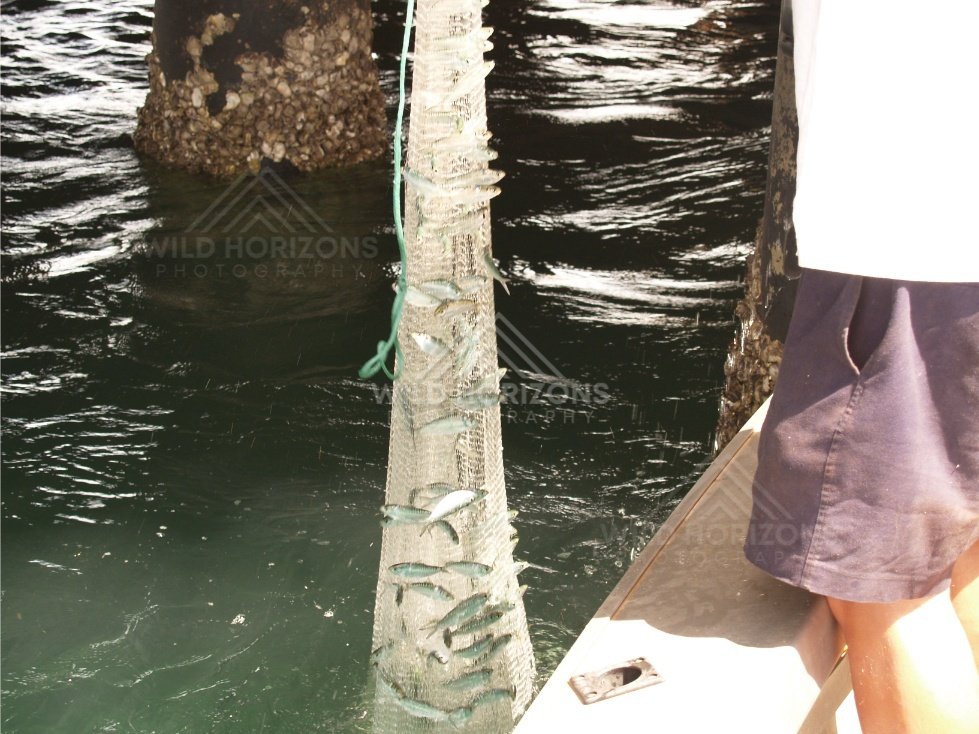 Close-up of a bait net holding small fish over dark water. Seisia, Queensland, Australia.