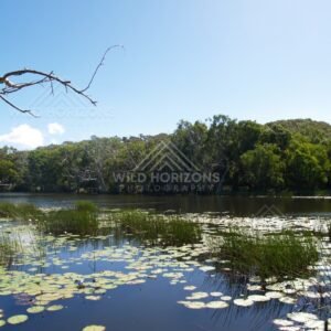 Wide lagoon with floating waterlilies and a forested shoreline. Keating's Lagoon, Australia.