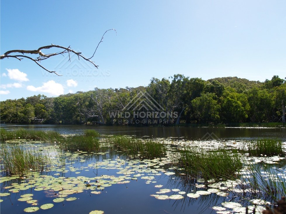 Wide lagoon with floating waterlilies and a forested shoreline. Keating's Lagoon, Australia.