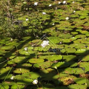 White waterlily flowers floating among broad green lily pads. Keating's Lagoon, Australia.