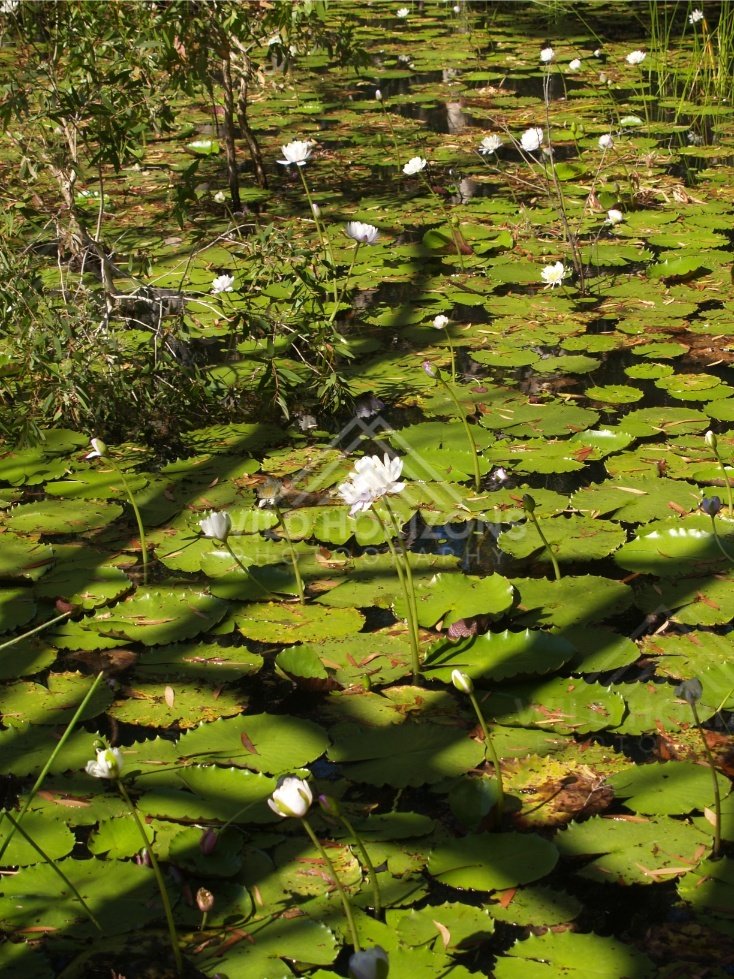 White waterlily flowers floating among broad green lily pads. Keating's Lagoon, Australia.