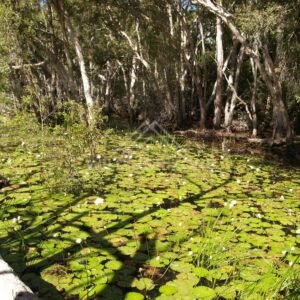 Paperbark trunks shading a lagoon surface covered with lily pads. Keating's Lagoon, Australia.