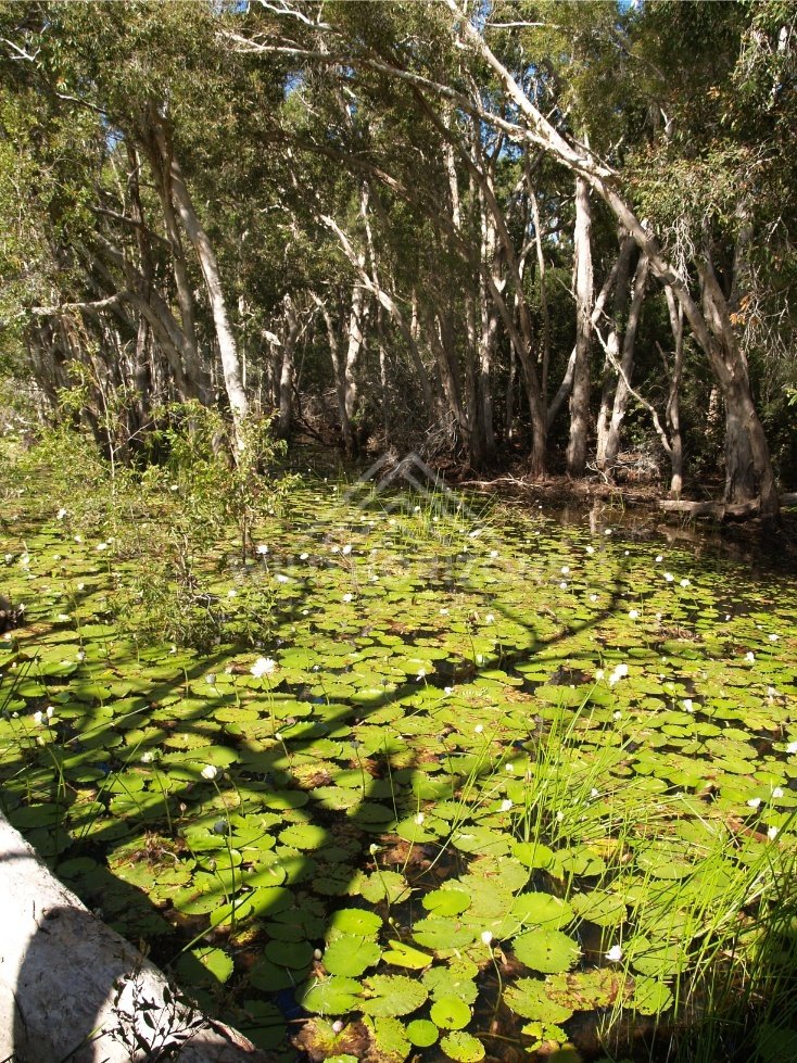 Paperbark trunks shading a lagoon surface covered with lily pads. Keating's Lagoon, Australia.
