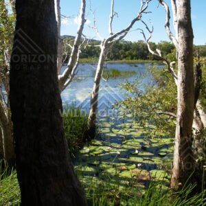 Lagoon water framed by paperbark trees with lilies along the shoreline. Keating's Lagoon, Australia.