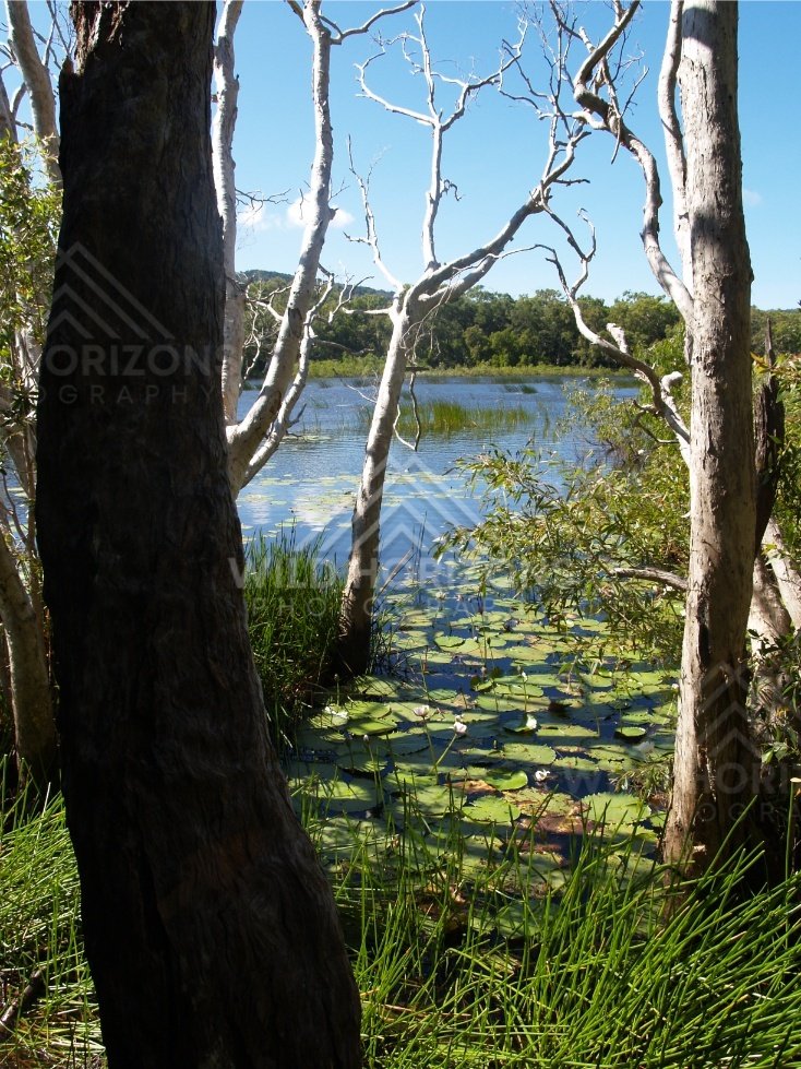 Lagoon water framed by paperbark trees with lilies along the shoreline. Keating's Lagoon, Australia.