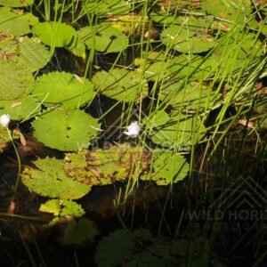 Close view of waterlily leaves and a single white bloom beside reeds. Keating's Lagoon, Australia.