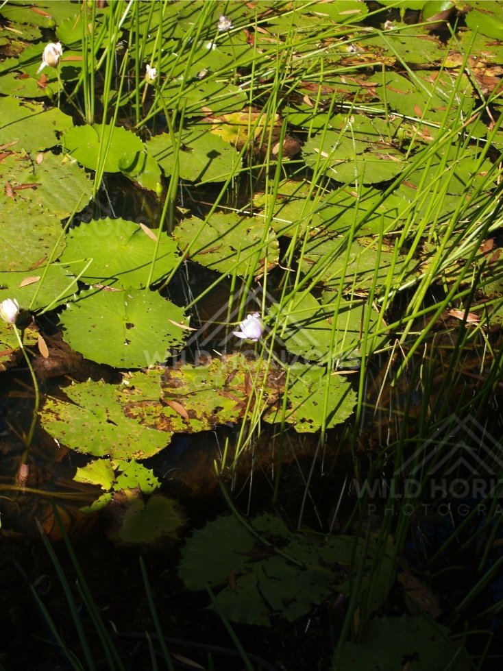 Close view of waterlily leaves and a single white bloom beside reeds. Keating's Lagoon, Australia.