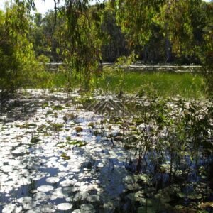 Sunlight sparkling on a lagoon surface dotted with lily pads. Keating's Lagoon, Australia.
