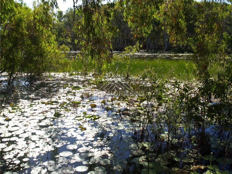 Sunlight sparkling on a lagoon surface dotted with lily pads. Keating's Lagoon, Australia.
