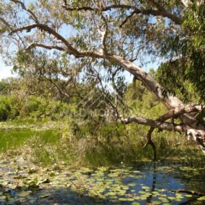 Overhanging tree branches above a lagoon filled with lilies and reeds. Keating's Lagoon, Australia.