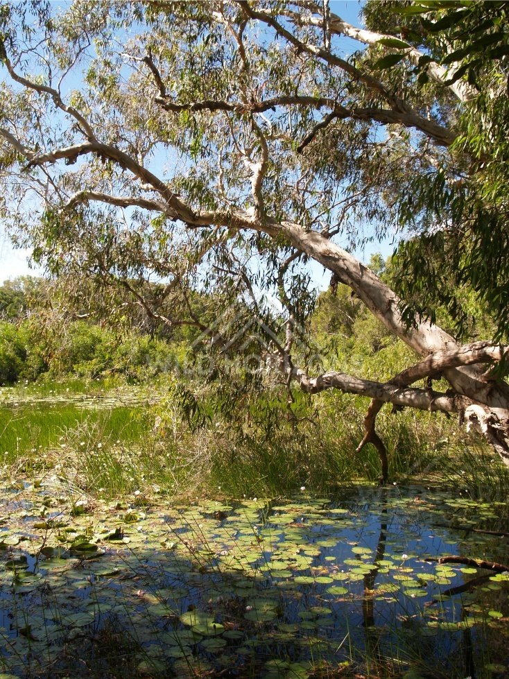 Overhanging tree branches above a lagoon filled with lilies and reeds. Keating's Lagoon, Australia.