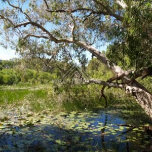 Wide lagoon with lily pads beneath a leaning tree and clear blue sky. Keating's Lagoon, Australia.