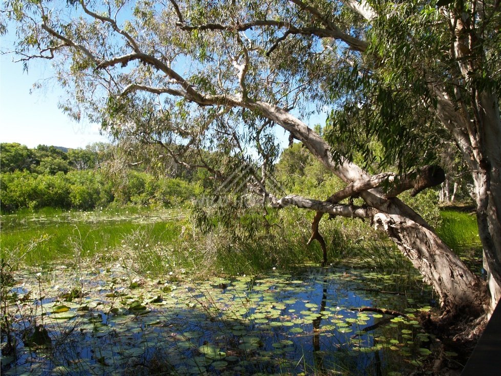 Wide lagoon with lily pads beneath a leaning tree and clear blue sky. Keating's Lagoon, Australia.