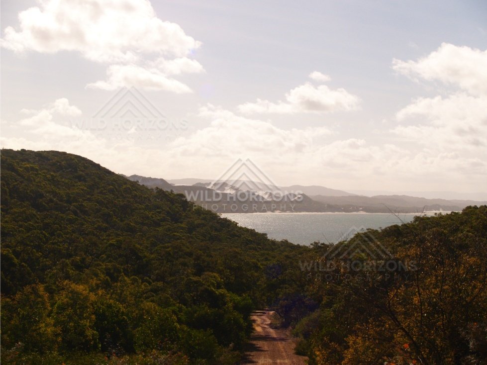 Coastal lookout over forested headlands and turquoise water under soft cloud. Elim Beach, Australia.