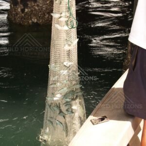 Bait net packed with small fish beside a boat near wharf pylons. Seisia, Queensland, Australia.