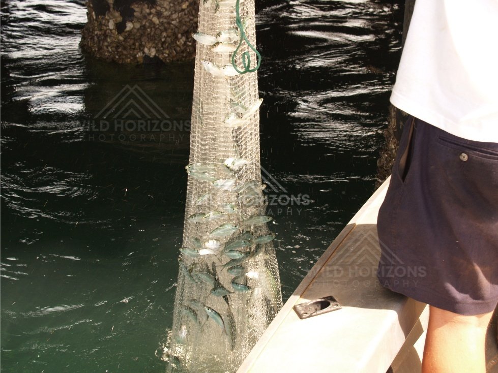 Bait net packed with small fish beside a boat near wharf pylons. Seisia, Queensland, Australia.